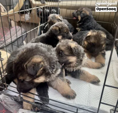 جراء الراعي الألماني - German Shepherd 4