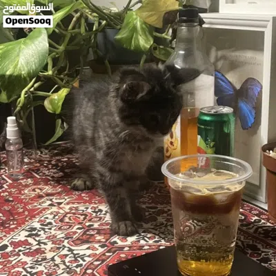 قط شيرازي ذكر للتبني مع كامل اغراضه 3