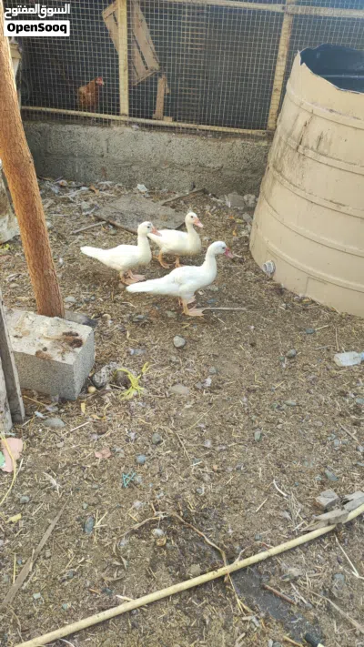 بط للبيع مستعجل 3