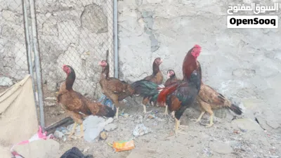 دجاج باكستاني للبيع 2
