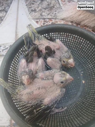 افراخ كوكتيل 2