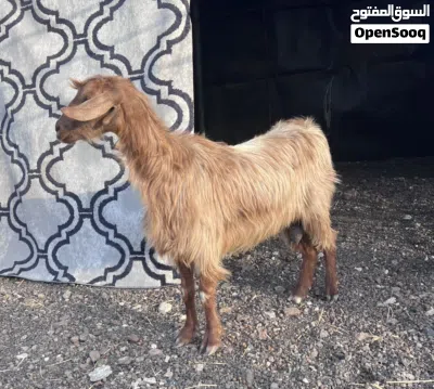 ماعز بصحه ممتازه 3