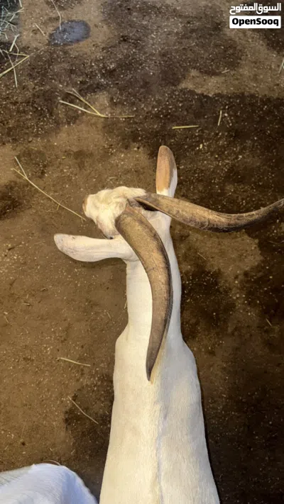 تيس صلالي محلي عمر سنه 2