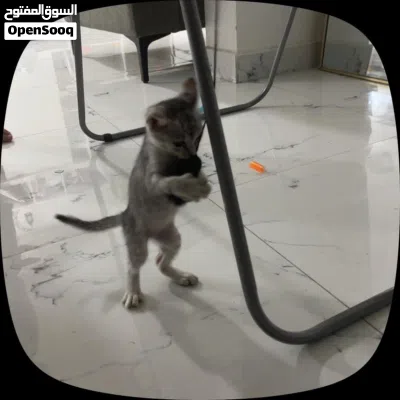 قط منزلي يبحث عن عائله جديده. Free nice cat 3