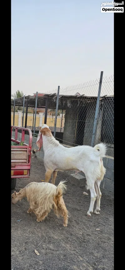 تيس فحل بنجابي 3