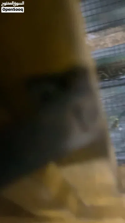 بغبغاء الدره. 2
