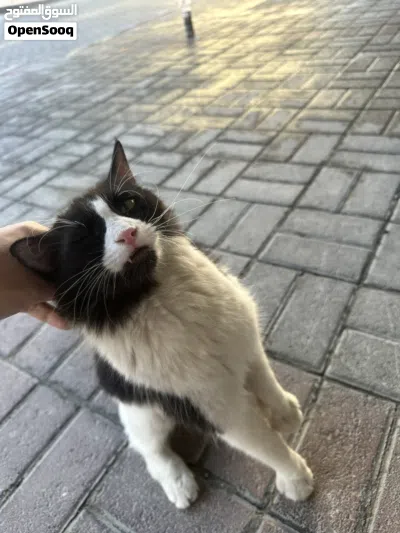 قطة اليفة ولعوبة للتبني cat for adaptation 2