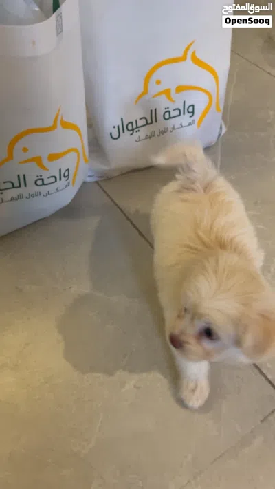 انثى مالتيبو maltipoo عمر شهرين 3