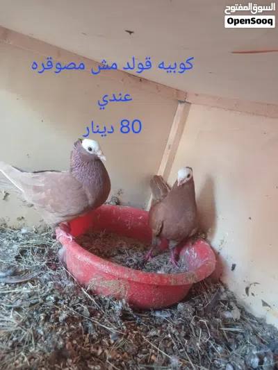 المكان الزاويه 2