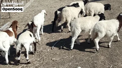 10 طروف بيوضي تبارك الله العمر شهرين ونص ياكلو ناشطات أمورهم تمام 3