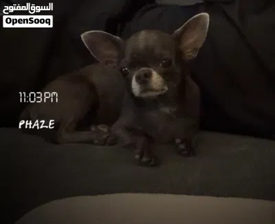 Chihuahua Female for Sale 3