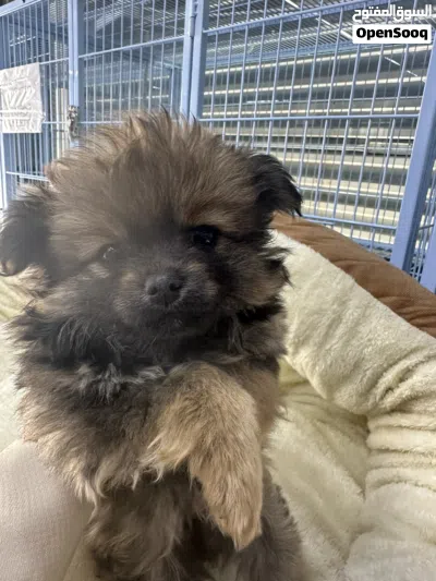 كلاب برمنيو للبيع عمر شهرين 3