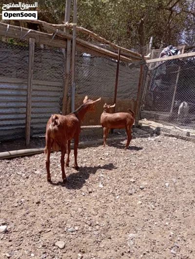 غنم تيوس صلاليات للبيع 3