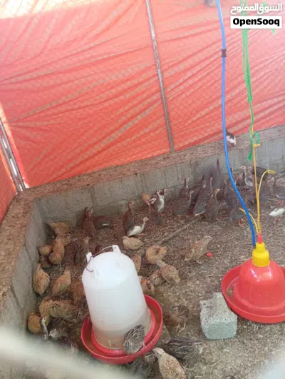 دجاج حبشي للبيع ودجاج عماني وسمان 4