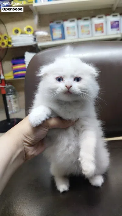 scotsh fold long hair are available blue eyes all from pure scotsh fold long hair eat dry food and 4