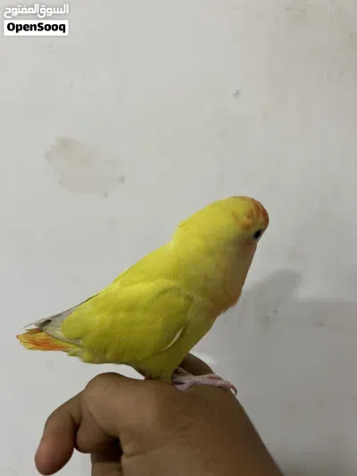 لافبيرد أليف 4