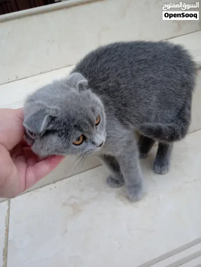 قطة انثي للبيع 3