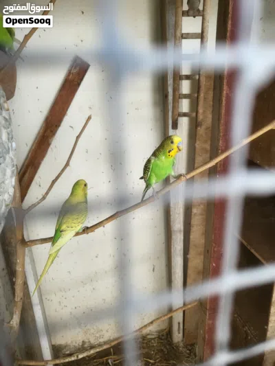 بيع بادجي ب2 4