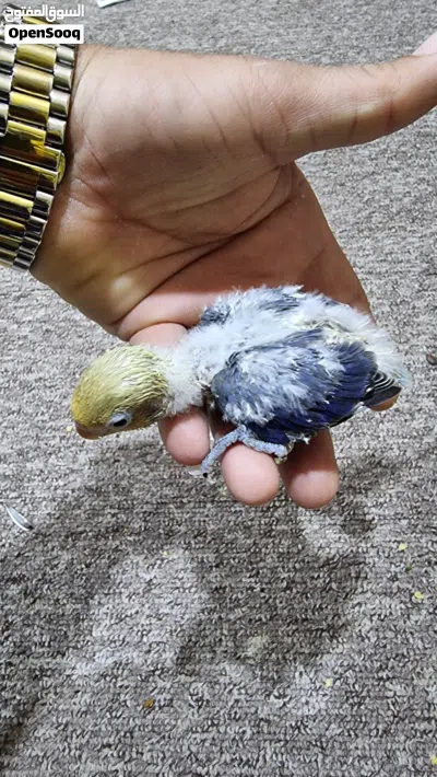 افراخ غندوره تبزيري 3