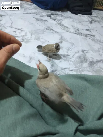 بلابل هزار اقره الوصف 2