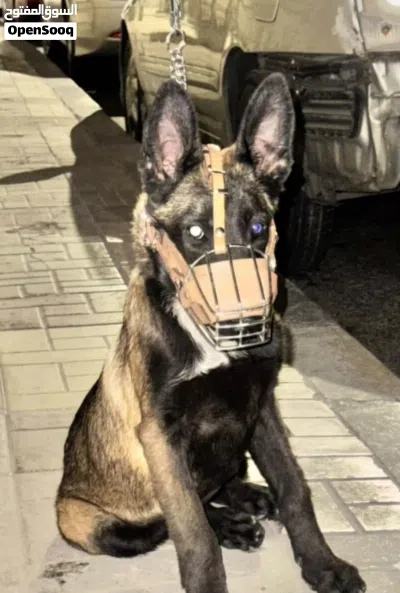 بلجم مالينو بسم الله ماشاء الله 3