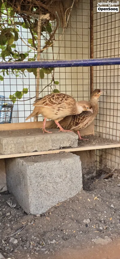 زوج صفارد باكستانية الحجم الجامبو 3