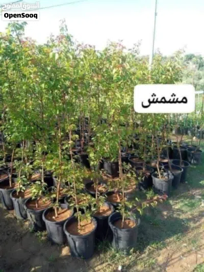 إذا كنت بدك تغرس تعبك بثمار مضمونة... إحنا جاهزين نوفرلك ياها 4