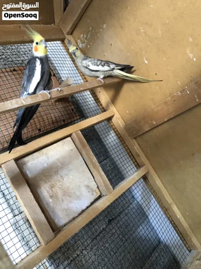 كوبيه كوكتيل ربي يبارك تحتها 4 دحيات كوبيه محليه مش مصريه 2
