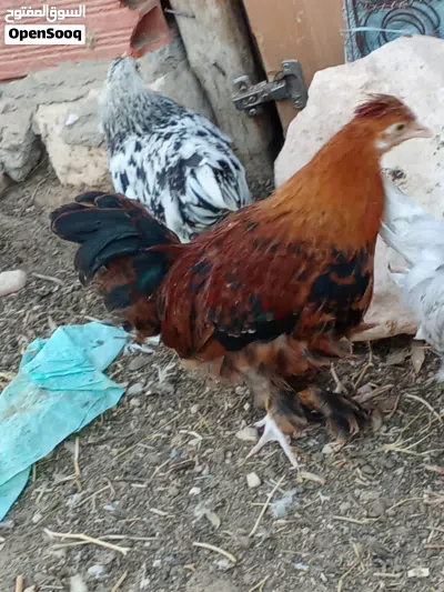 دجاج براهما استرالي مخلط العمر يمكن تلاته اشهر 2