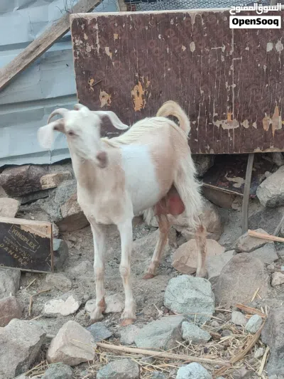 للبيع غنم اللي يريد مال حليب 4