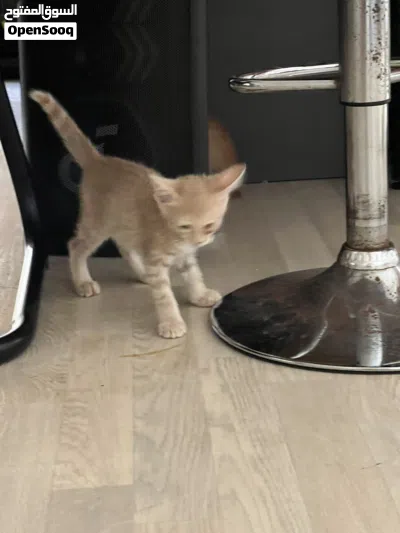 Cat Adoption 3