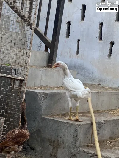 دجاج باكستاني 2