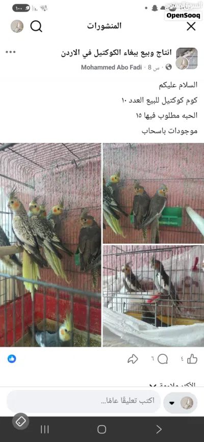 كوم كوكتيل للبيع العدد 10 4