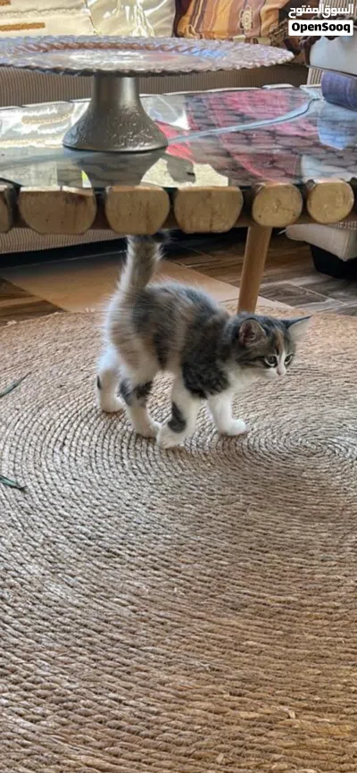 kittens for sale قطط للبيع 3