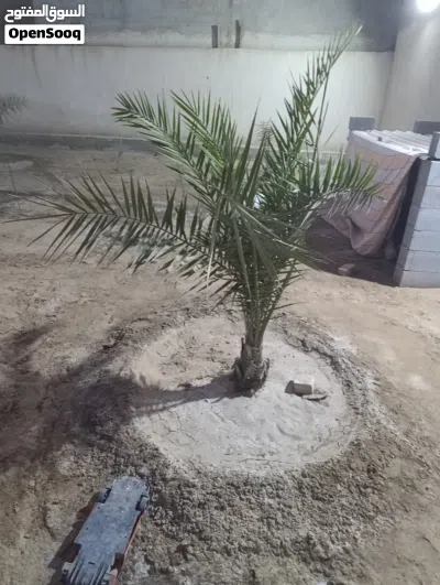 نخيل برحي ابو الخصيب كفالة احجام كبيرة باسعار مناسبة العدد 9 2