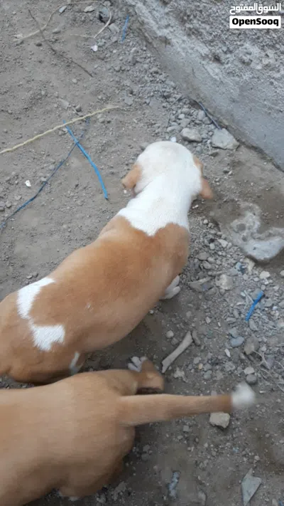 جراء بتبول نقي 2
