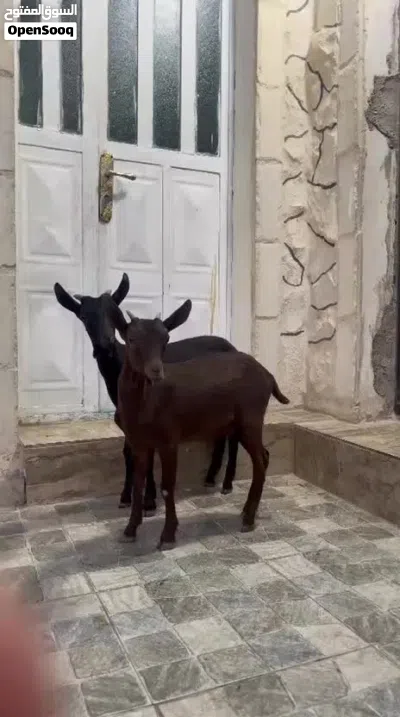 جدي وسخله مورسيانو عمر 5شهور 4