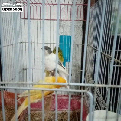 طيور كناري للبيع 2