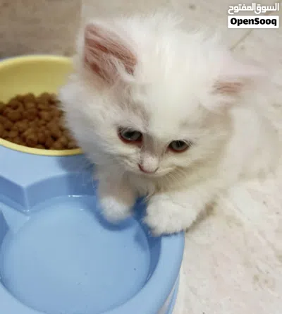 قط تركش انجورا بيور 2