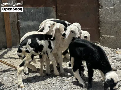 كبش و حملات 4