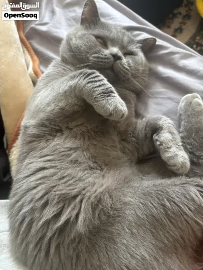 British short hair cat for sale قط للبيع 4
