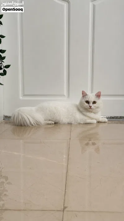 قطة شيرازية للبيع 2