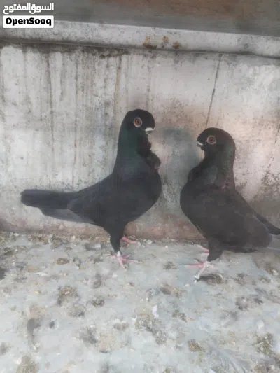 متاح 3 اجواز شغالات 2