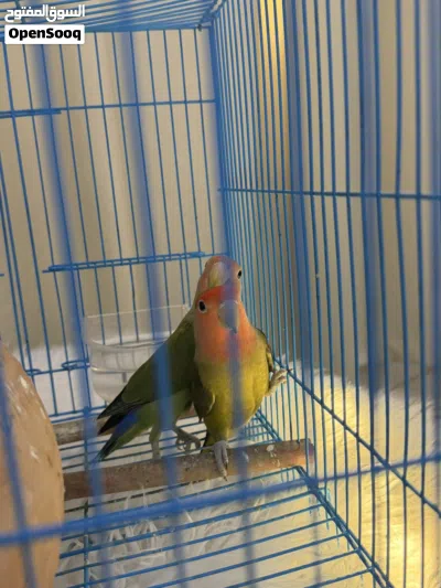 روز زوج للبيع 3