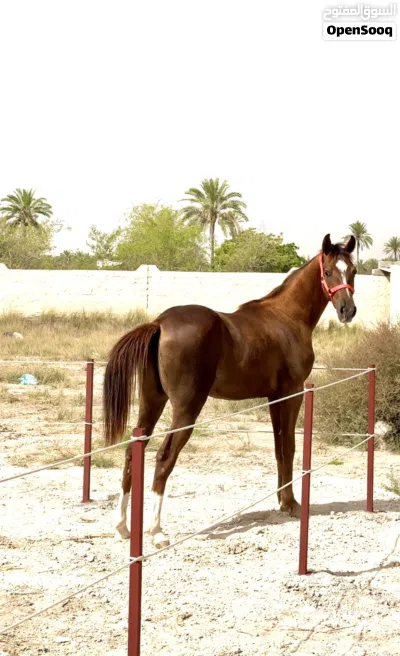 مهر خط جمال 3