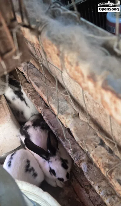 ارانب مشكل للبيع 3