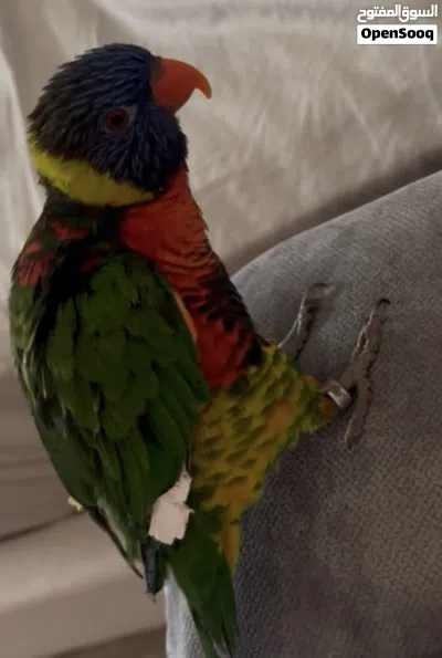 لوري رينبو اليف هدد 2