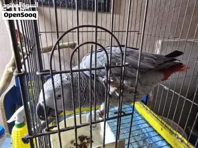 ببغاء كاسكو متكلم خط اول دبل سوبر جامبو 4