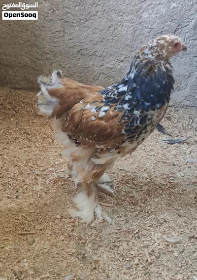 ديك براهما بورسلان 3