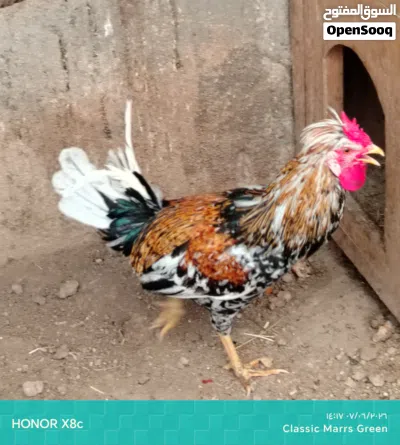 ديج ماكنتوش للبيع 2